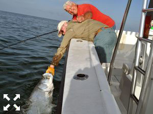Bill Beachem caught and released this tarpon this past week in the waters of the gulf.