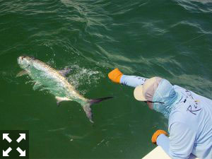 This is my favorite time to fly fish for tarpon.