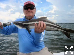 Jerry Poslusny, from Rochester, NY, with a cobia caught and released on a CAL jig with a shad tail while fishing Sarasota Bay with Capt. Rick Grassett.