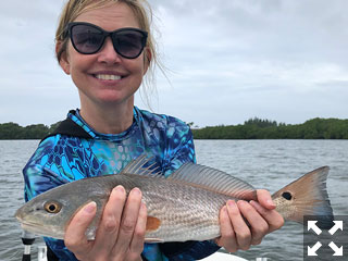 Little Sarasota Bay and Blackburn Bay yielded a good number of redfish. (photo: Capt. Brian Boehm)