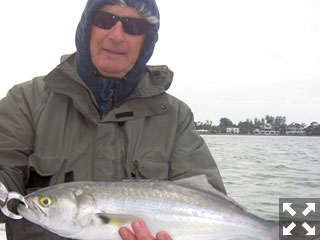 Steve Kost, from Lakewood Ranch, with a nice bluefish caught and released on a Clouser fly while fishing deep grass flats in a previous January with Capt. Rick Grassett.