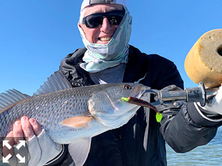 Marshall Dinerman, from Lido Key, had good action catching and releasing reds on CAL jigs with Shad tails on different trips with Capt. Rick Grassett.