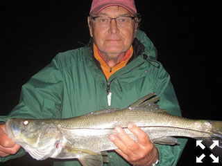 Jerry Poslusny, from Palmetto, with snook he caught and released on a fly while fishing the ICW at night with Capt. Rick Grassett recently.