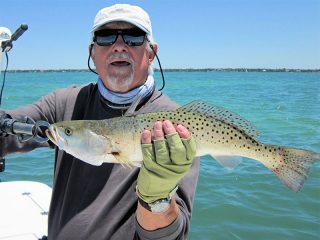 Bill Morrison, from Anna Maria Island, with a nice trout caught and released on a Clouser fly while fishing Sarasota Bay with Capt. Rick Grassett in a previous May.