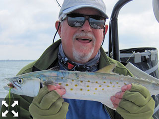 Bill Morrison, from Holmes Beach, with a Spanish mackerel that he caught and released on a Grassett Flats Bunny fly while fishing Sarasota Bay with Capt. Rick Grassett recently. 