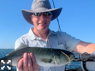 Trevor Harrison, from Rochester, NY, had good action catching and releasing Spanish mackerel, blues and trout on Clouser flies while fishing Sarasota Bay with Capt. Rick Grassett recently.