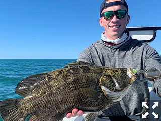 Denny Clohisy, from CA, with his first tripletail caught and released on a DOA Shrimp while fishing the coastal gulf with Capt. Rick Grassett recently.