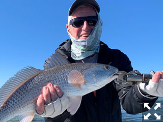 Marshall Dinerman, from Lido Key, had good action with reds in skinny water and blues on deep grass on CAL jigs with Shad tails while fishing Sarasota Bay with Capt. Rick Grassett on a couple of trips in previous January.