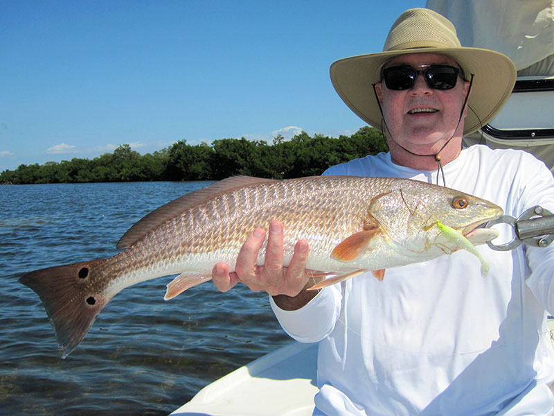 Reds should be a good option in shallow water during February. Jack McCulloch, from Lakewood Ranch, caught and released reds and trout on CAL jigs with shad tails while fishing the backcountry of Gasparilla Sound in a previous February.