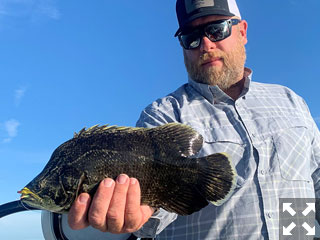 Dave from Dillon, MT, had good action catching and releasing tripletail on flies and DOA Lures while fishing in Sarasota with Capt. Rick Grassett in Sarasota Bay.