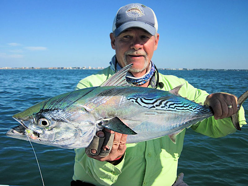 Mike Perez, from Sarasota, had good action catching and releasing false albacore (little tunny) on flies while fishing with Capt. Rick Grassett in a previous November.