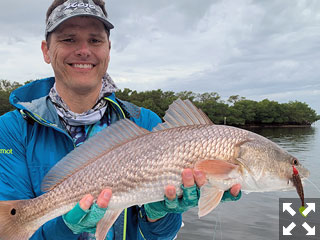 Here's a nice looking Redfish caught and released in Sarasota Bay.