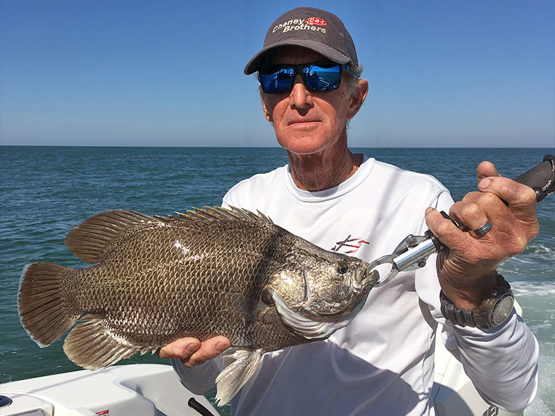 It's a great time of year for catching Tripletail.