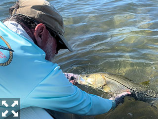 Rick Grassett releasing a snook caught by Steve Gibson while fishing Gasparilla Sound recently.