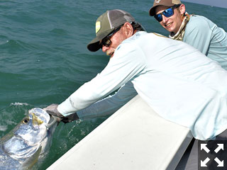 Finally the tarpon is brought in to the side of the boat for a proper measurement before it is released.
