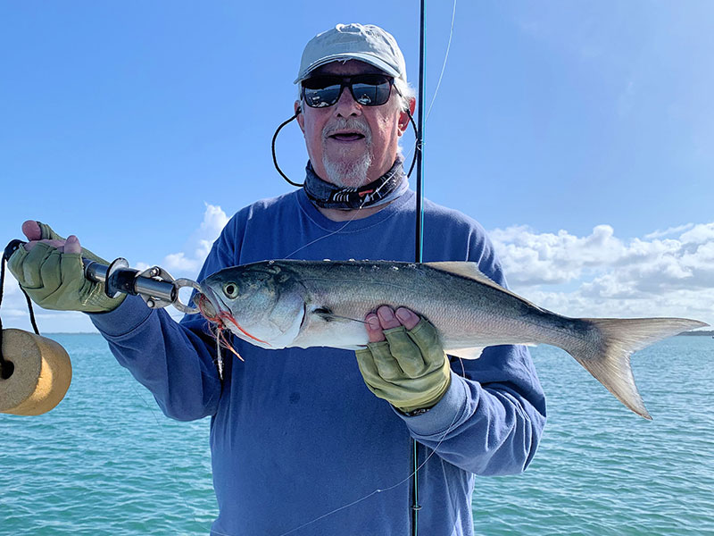 Bill Morrison, from Anna Maria, with a Sarasota Bay bluefish caught on a Clouser fly while fishing with Capt. Rick Grassett recently.