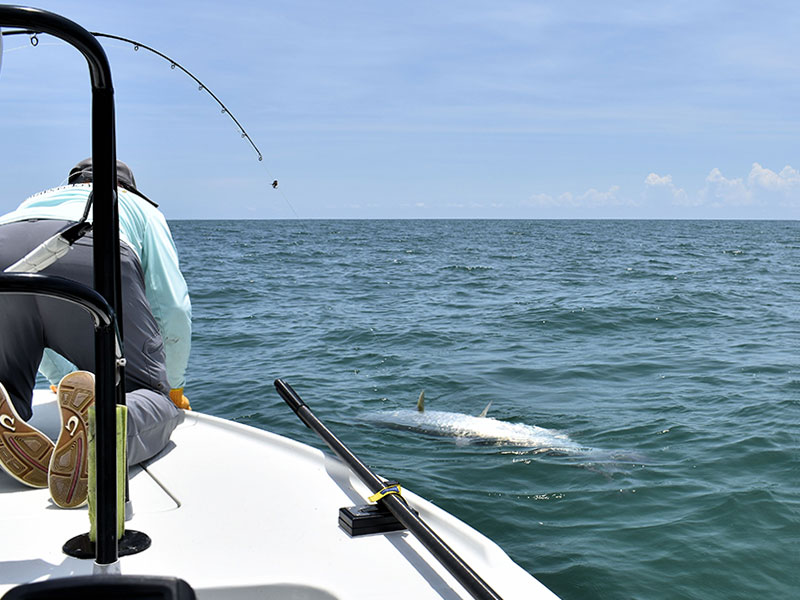 Dennis Ondercin from Sarasota, fights a tarpon to the boat while fishing the coastal gulf with Capt. Rick Grassett recently.