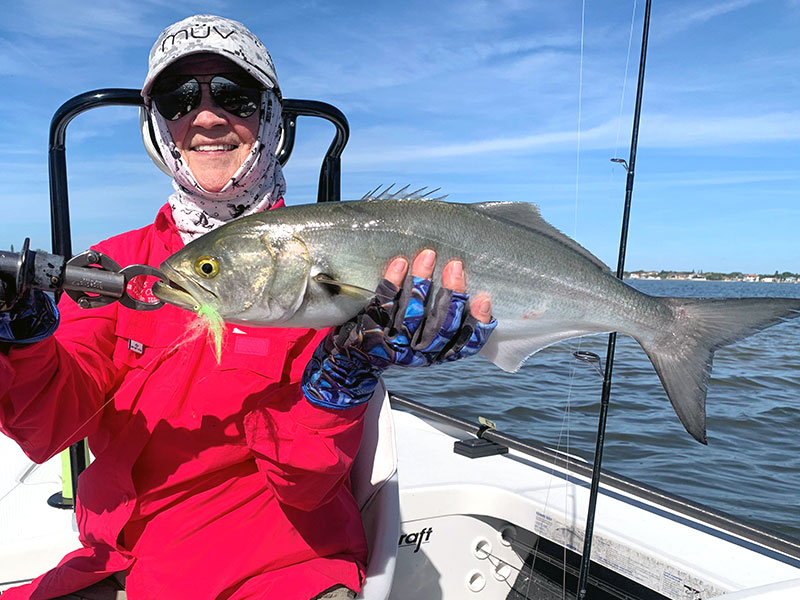 Pat Beckwith, from Sarasota, with a bluefish, he caught and released on flies while fishing with Capt. Rick Grassett in a previous December.