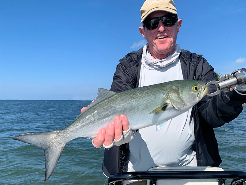 Marshall Dinerman, from Lido, with a bluefish he caught and released on a CAL jig with a shad tail while fishing Sarasota Bay with Capt. Rick Grassett recently