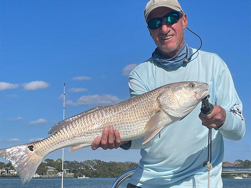 Roy Anderson, from Sarasota, with a nice looking redfish.