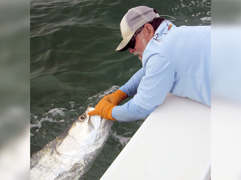 Capt. Rick Grassett revives a tarpon caught and released in the coastal gulf in a previous May.