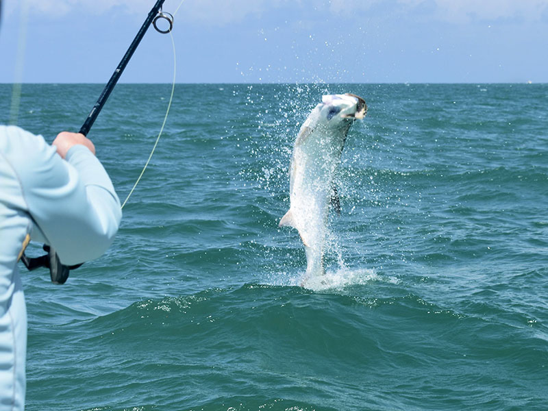 Dan Reinhart, from VT, battles his first tarpon caught and released while fishing the coastal gulf with Capt. Rick Grassett in a previous June.
