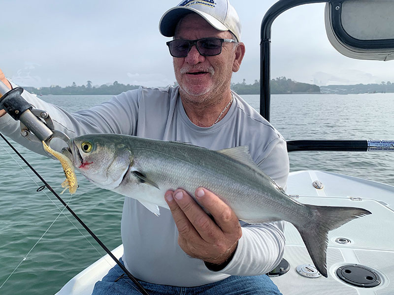 Joey Grassett, from Seaford, DE, with a Sarasota Bay bluefish caught and released on a DOA Deadly Combo while fishing with Capt. Rick Grassett recently.