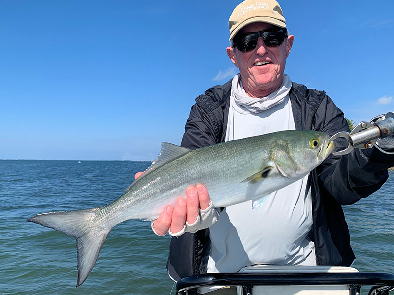 There should be good action on deep grass flats during December. Marshall Dinerman, from Lido Key, with a bluefish caught and released while fishing Sarasota Bay with Capt. Rick Grassett in a previous December.