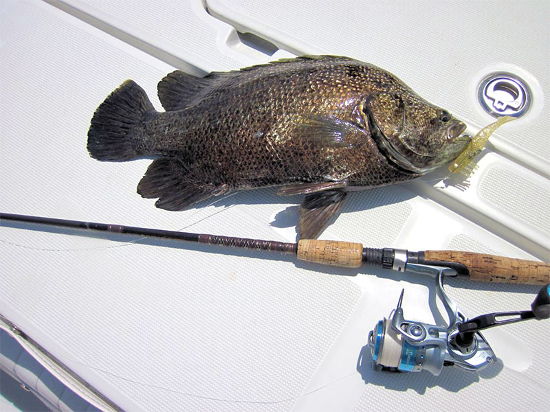 This tripletail was caught and released on a DOA Shrimp with Capt. Rick Grassett in a previous August.